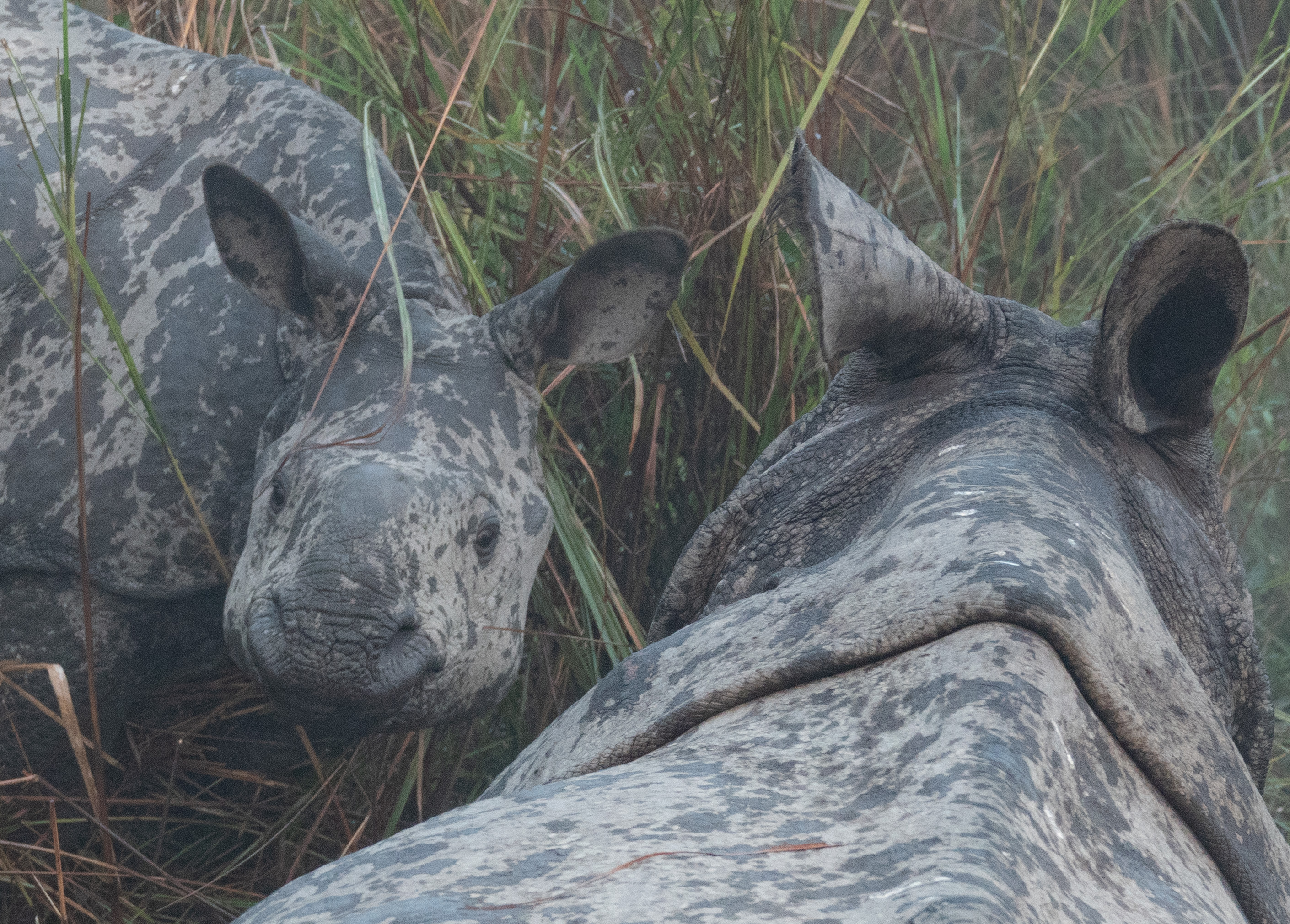 Elephant ride with rhino
