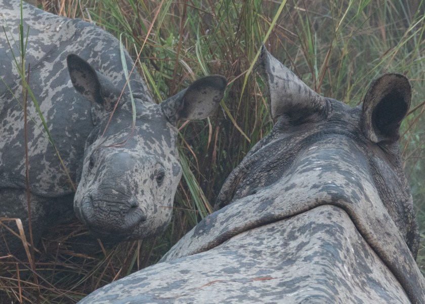 Elephant ride with rhino