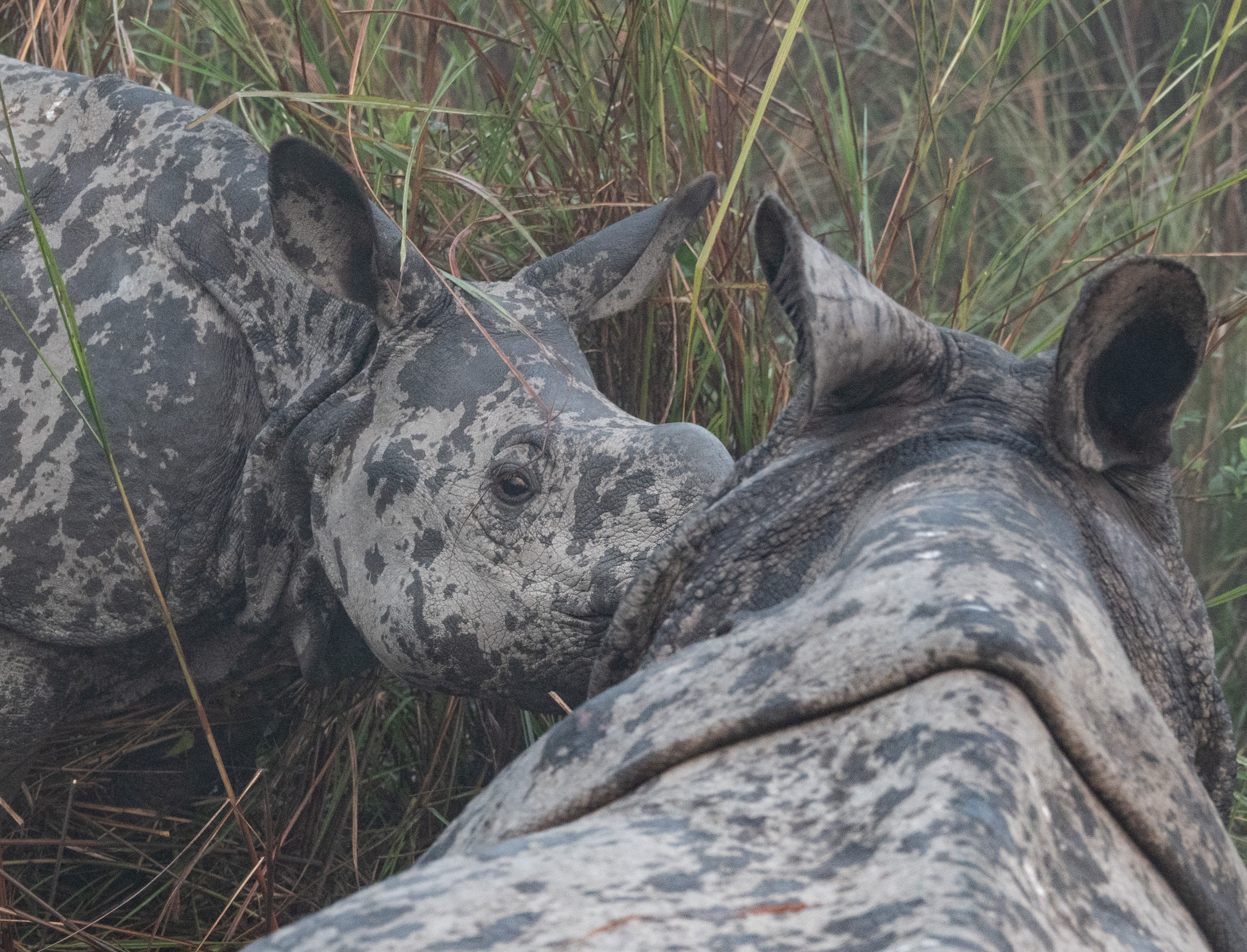 Elephant ride with rhino