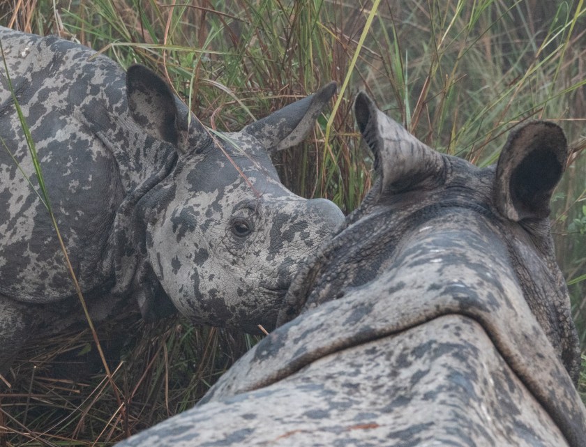 Elephant ride with rhino