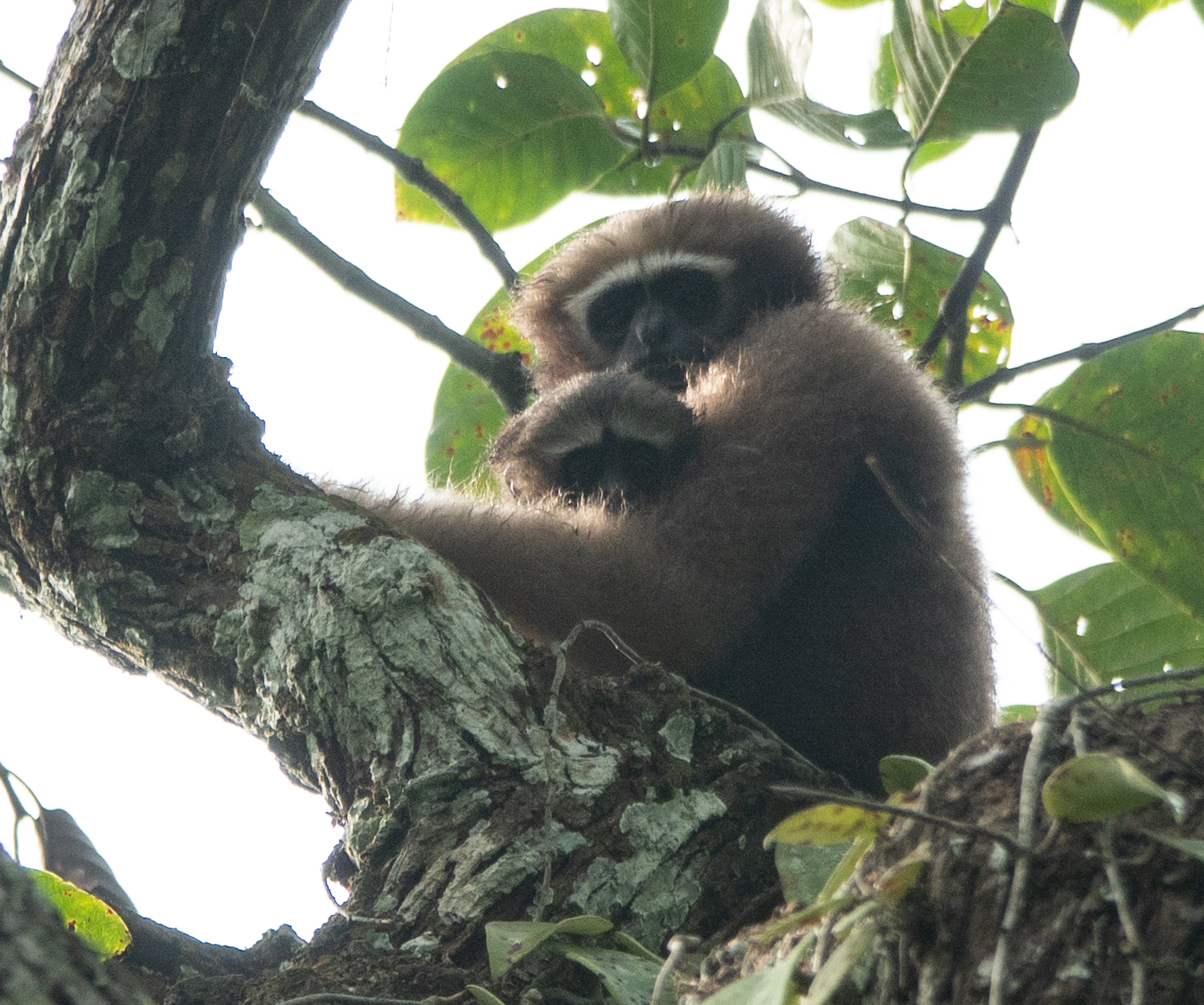 Western Hoolock Gibbon