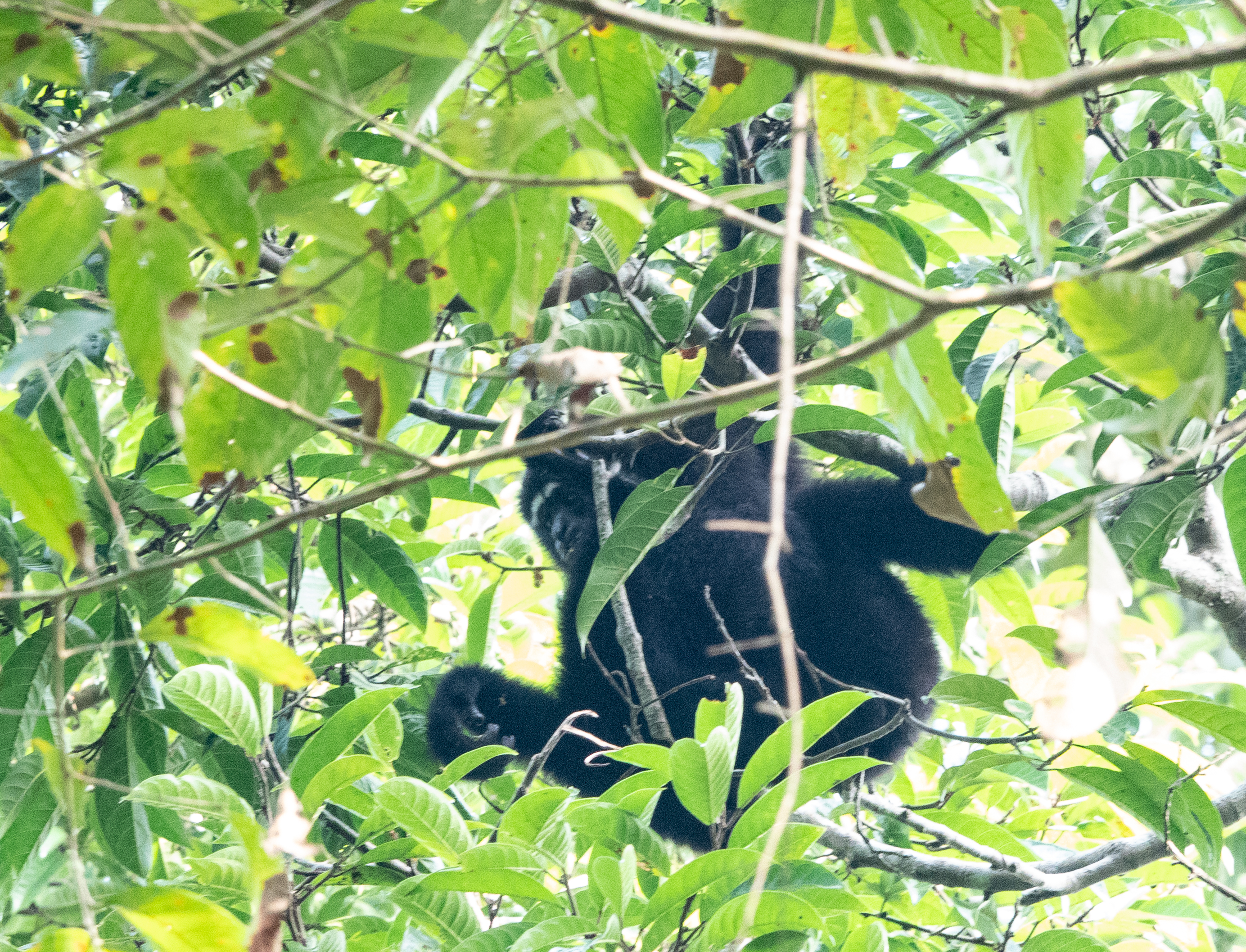 Western Hoolock Gibbon