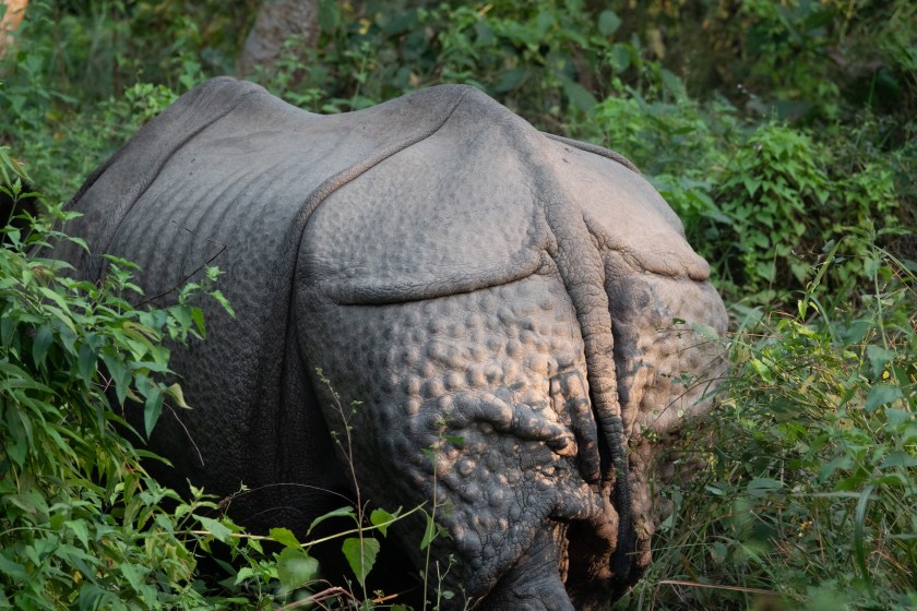 Indian one-horned rhino