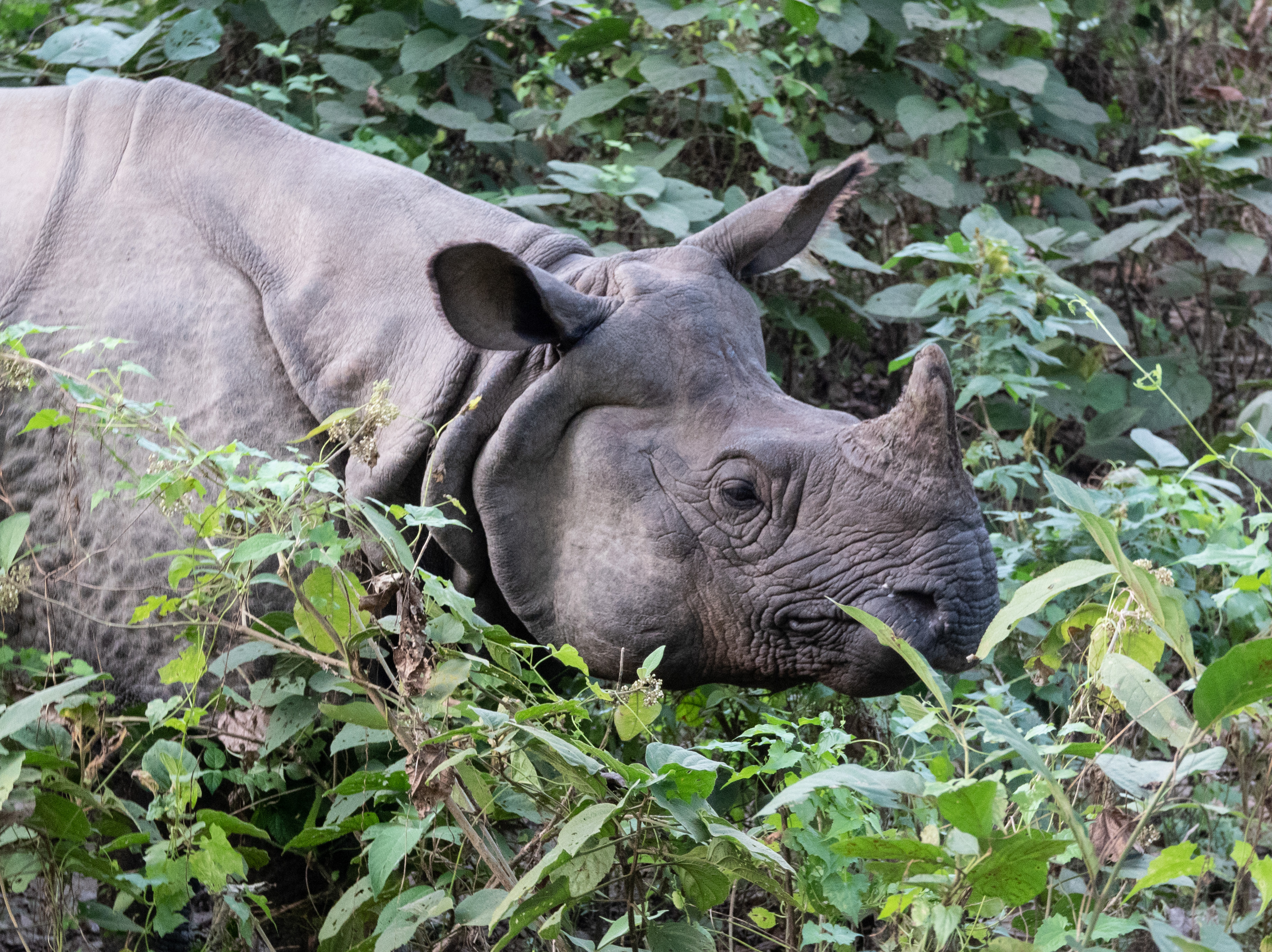 Indian one-horned rhino