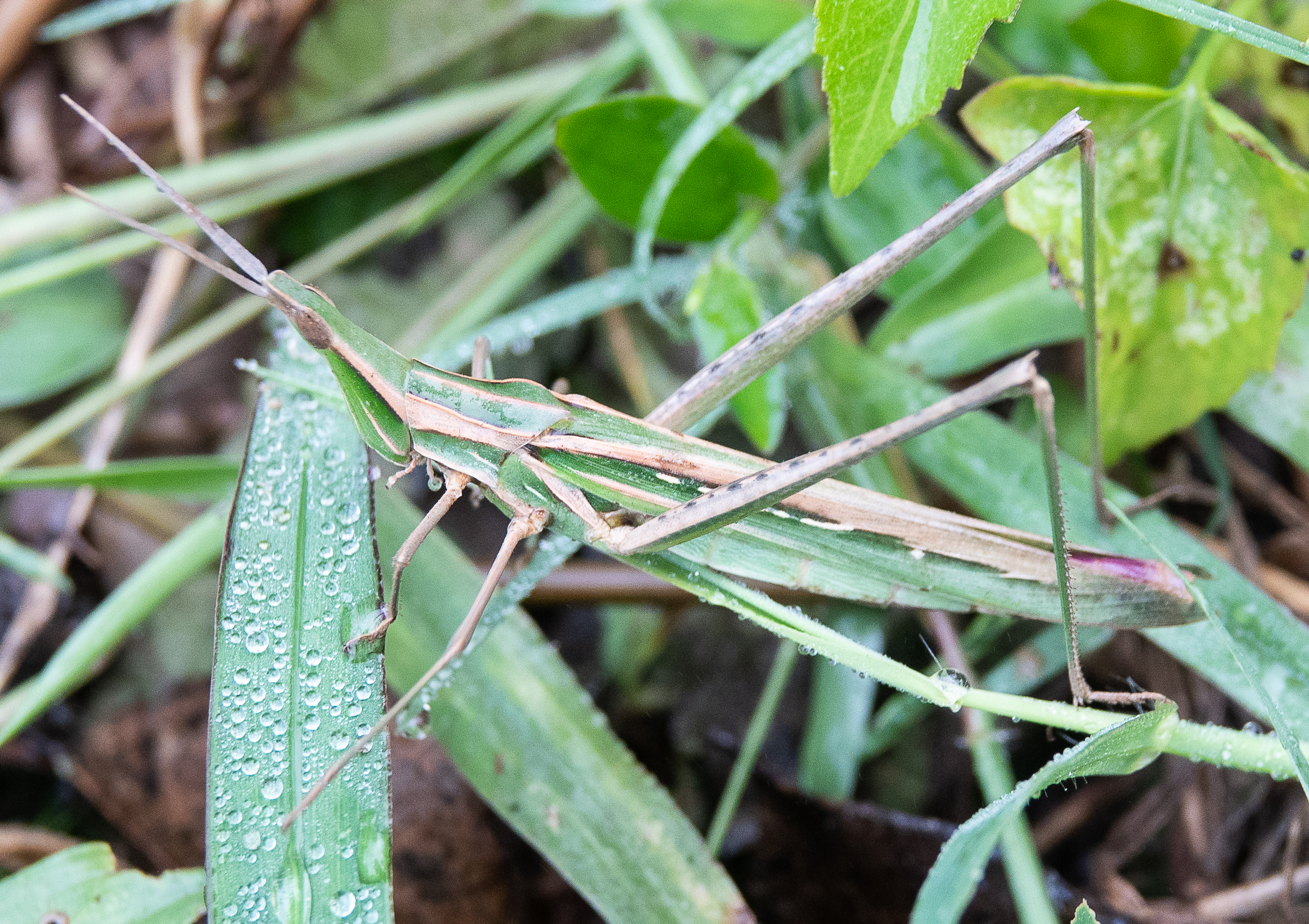 Toothpick Grasshopper