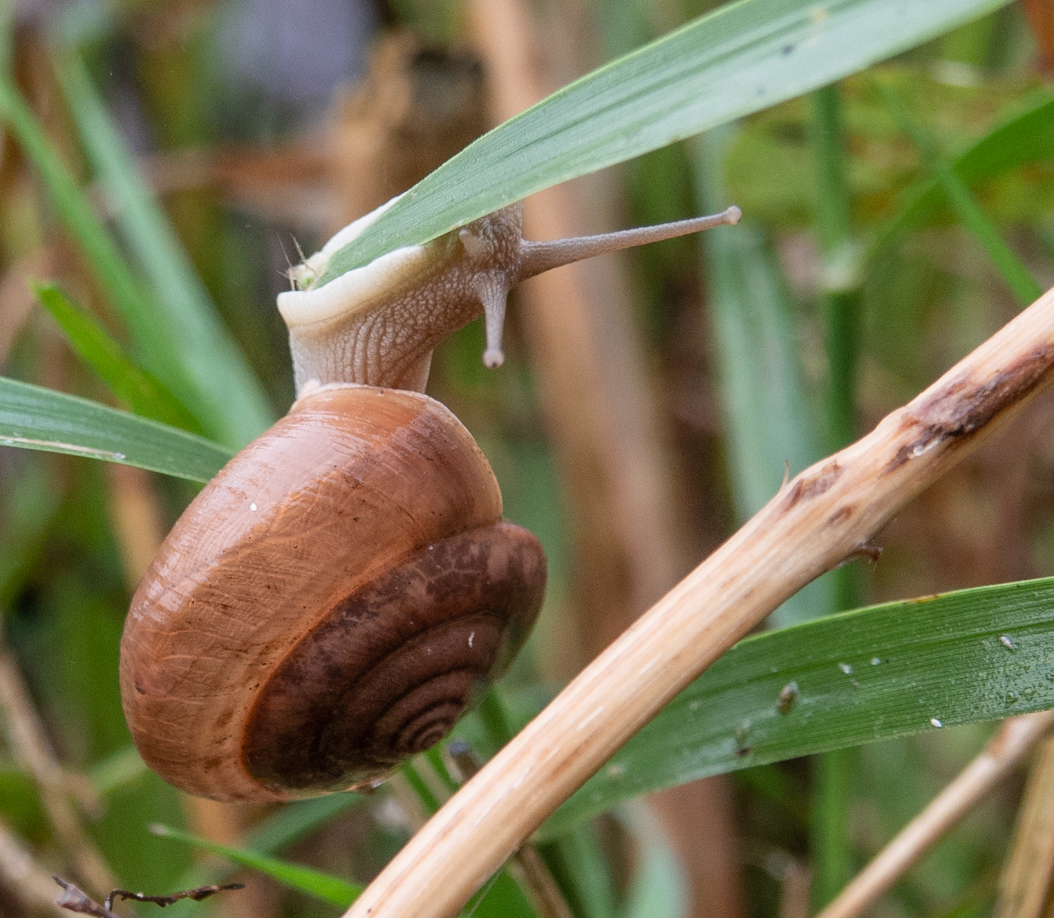 Snail