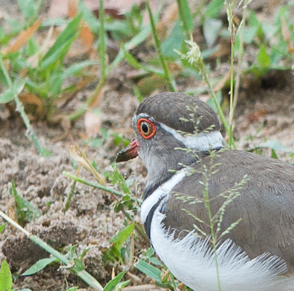 Three-banded Plover