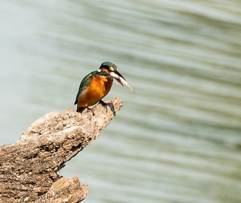 Bue-eared Kingfisher