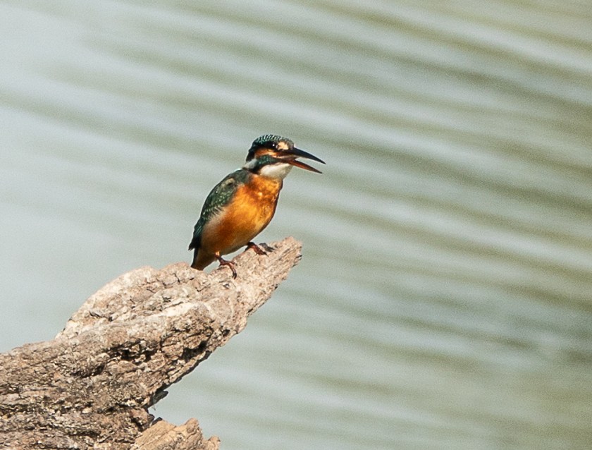 Bue-eared Kingfisher