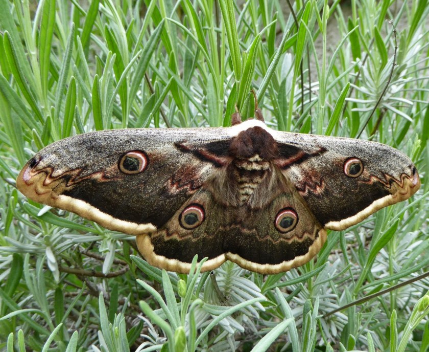 Saturnia pyri, Grand Paon de Nuit (Great Peacock of the Night).. Top side.