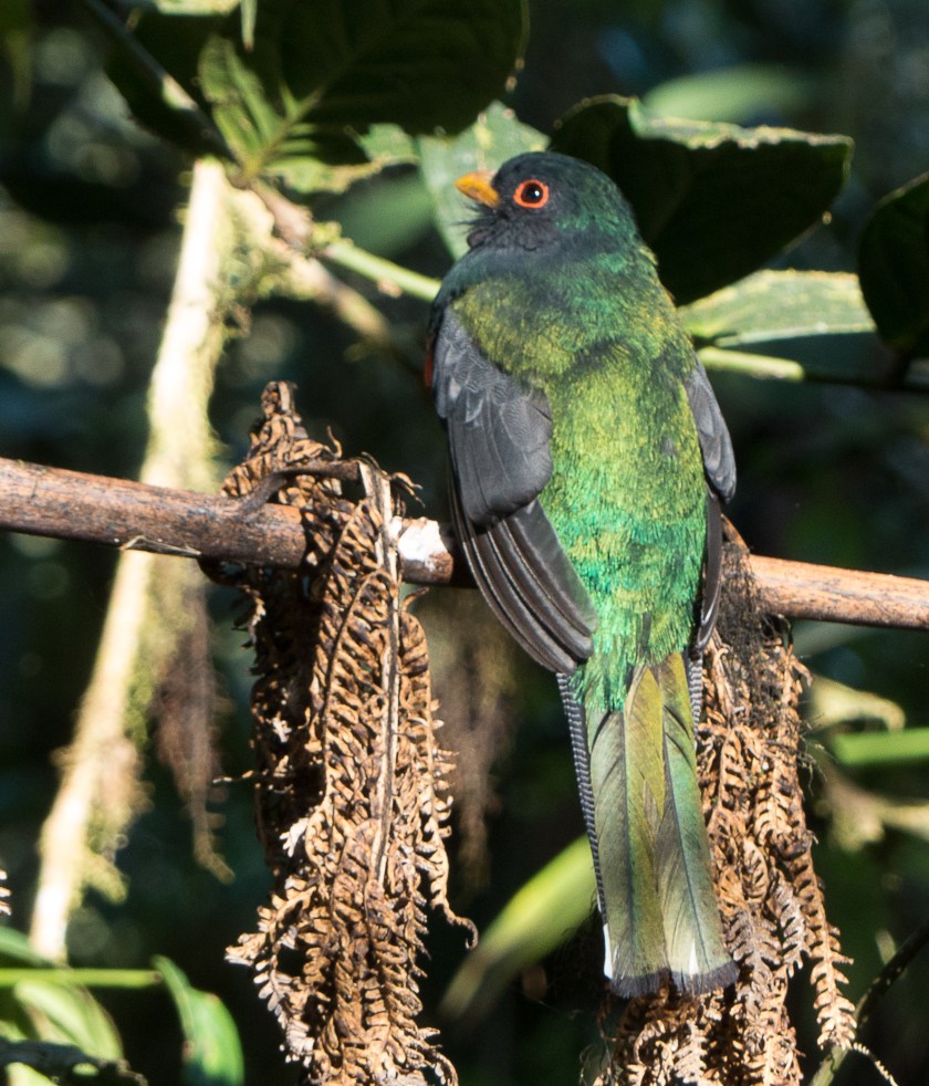Male masked trogon.