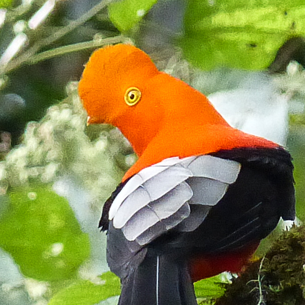 Cock-of-the Rock, orange variant on Eastern slope of Andes