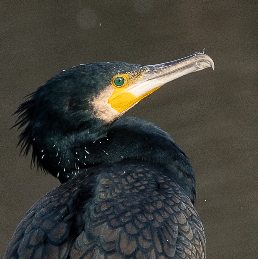 Cormorants