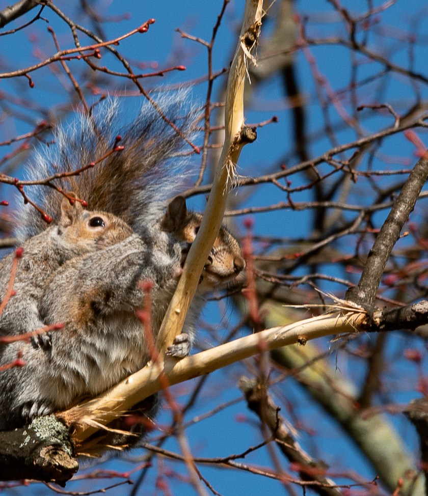 grey squirrel
