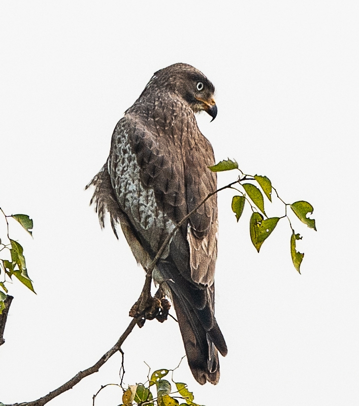White-eyed Buzzard
