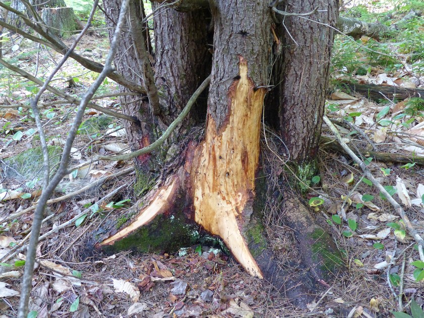 Hemlock bark, beaver