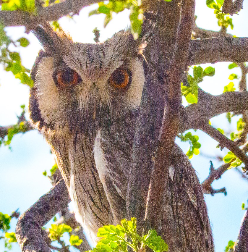 Southern White-faced Scops Owl