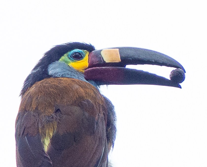Plate-billed Toucan