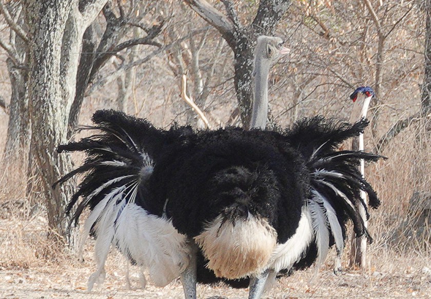 Somali Ostrich