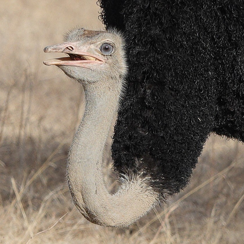Somali Ostrich