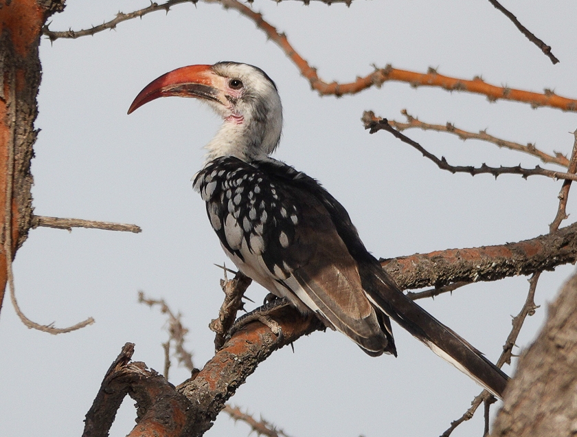 Northern Red-billed Hornbill, male