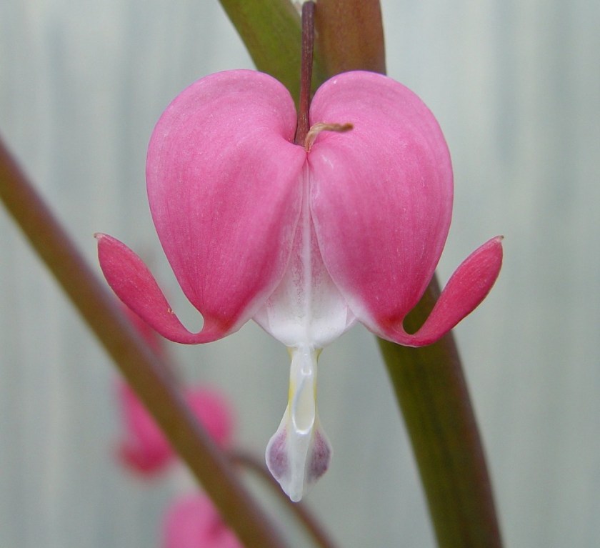 lamprocapnos-spectabilis-fl-ahaines-a