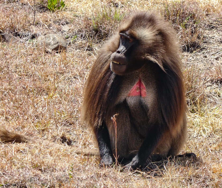 Geladas