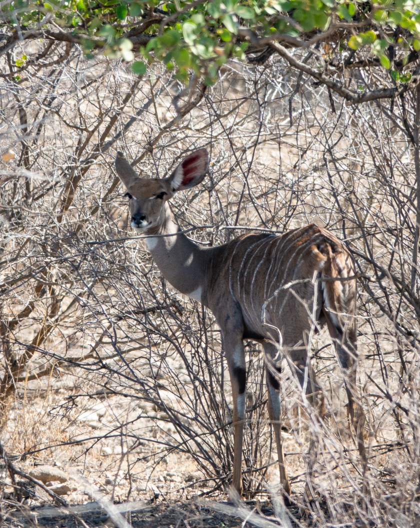 Lesser Kudu