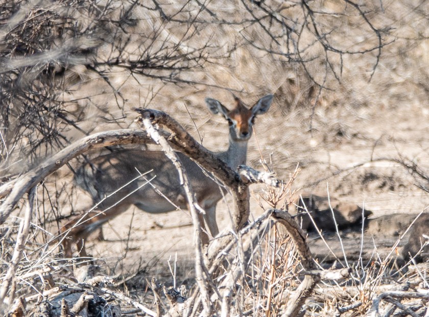 Harar Dikdik, sub species of Salt's Dik-dik