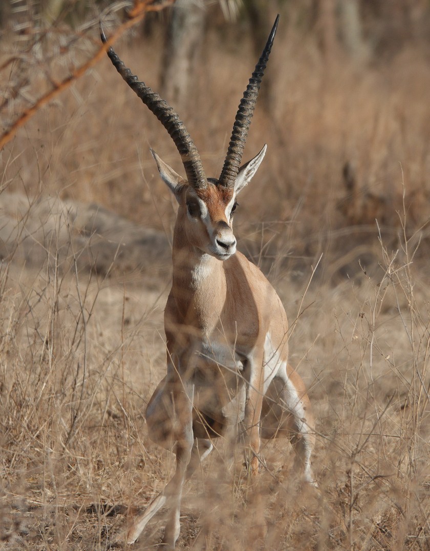 Bright's Gazelle