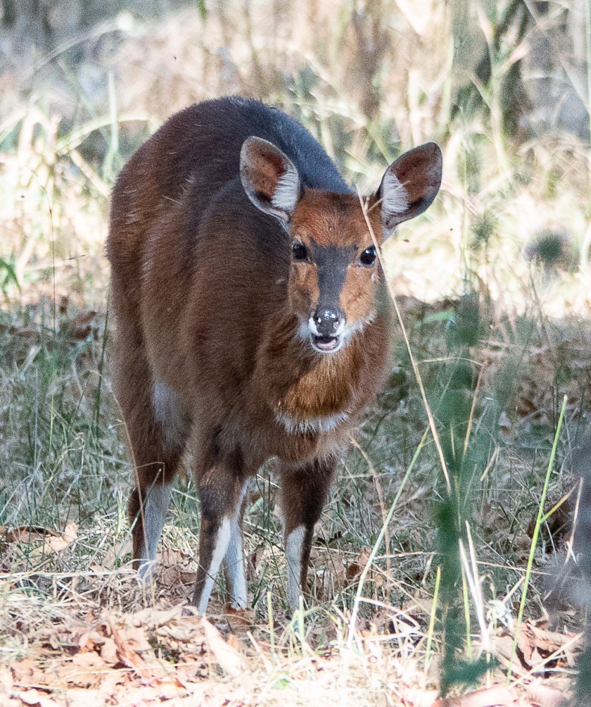Menelik's Bushbuck, endemic to Ethiopia