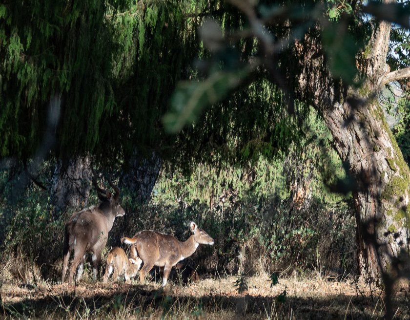 Mountain Nyala, endemic to Ethiopia