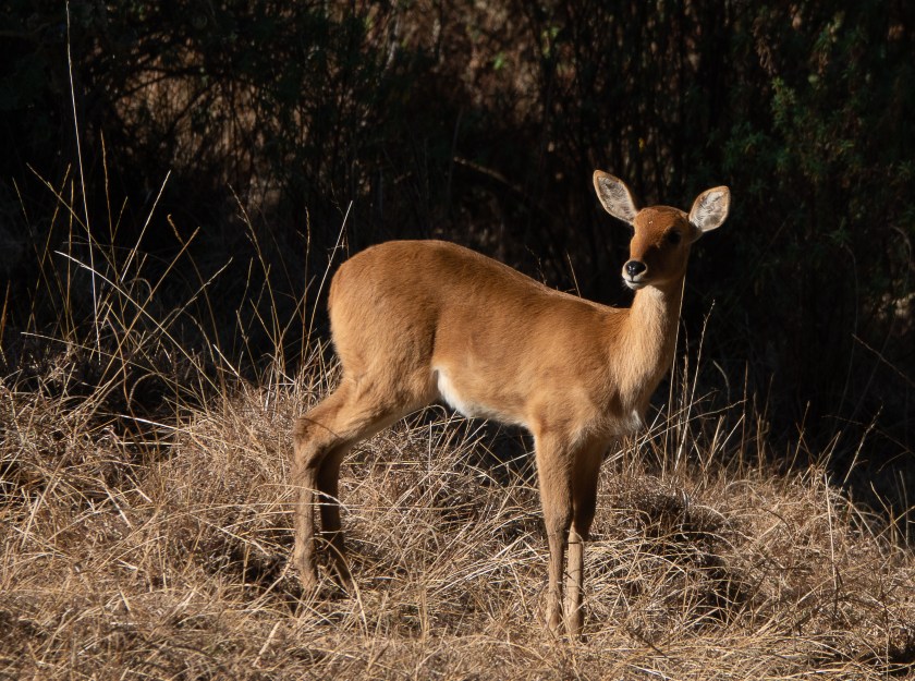Common Reedbuck