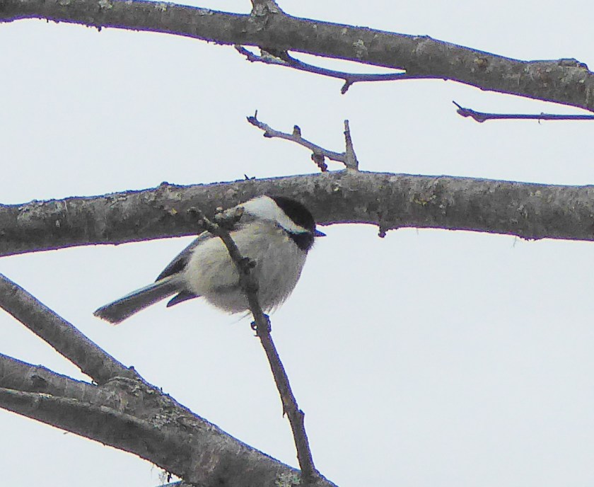 Chickadee
