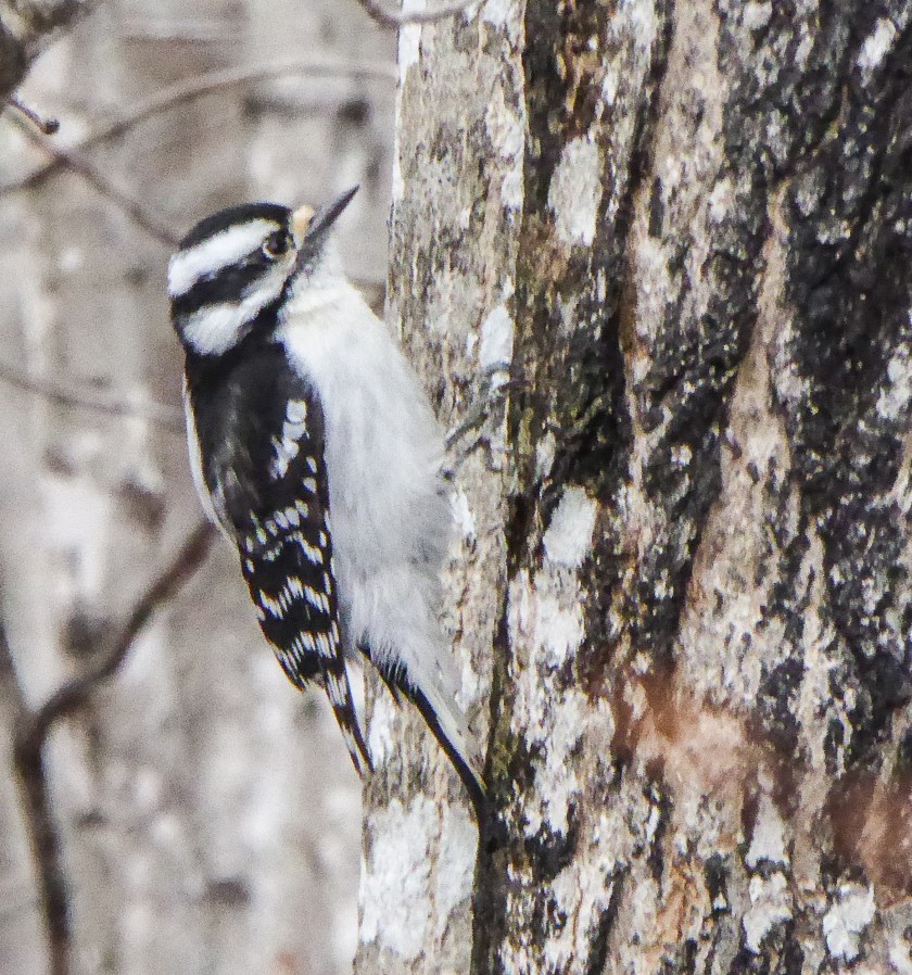 Female Downy Woodpecker