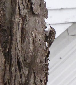 Brown Creeper