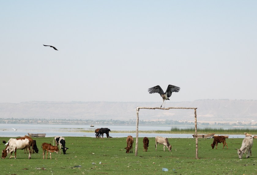 Marabou Stork. Goal.