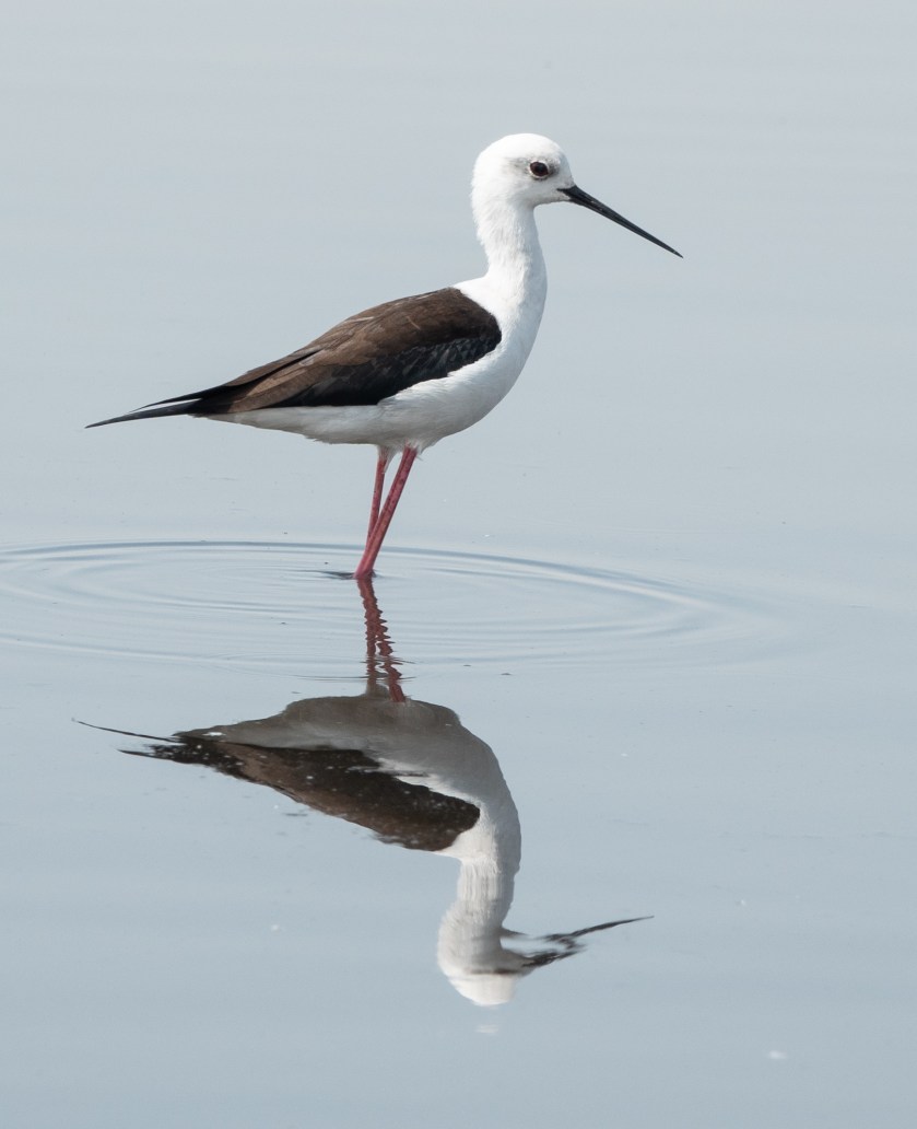 Black-winged Stilt