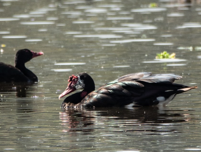 Spur-winged Goose