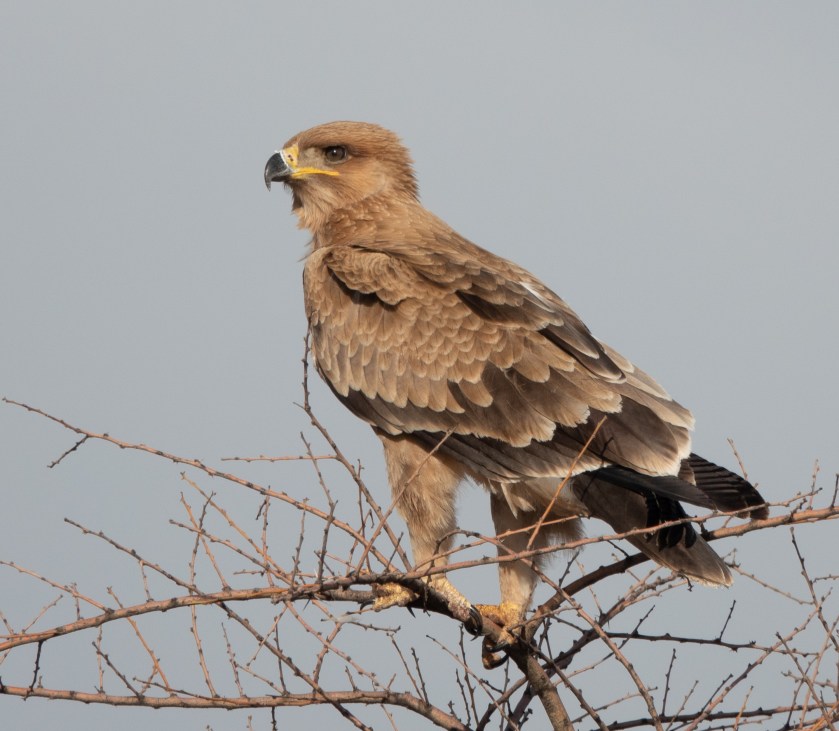 Tawny Eagle