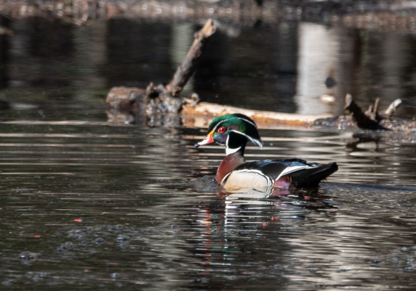 Male wood duck in breeding plumage