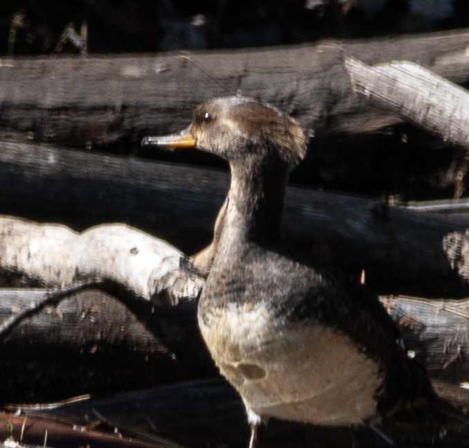 Hooded mergansers, females or juveniles
