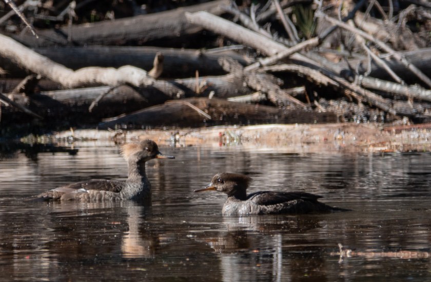 Hooded mergansers, females or juveniles