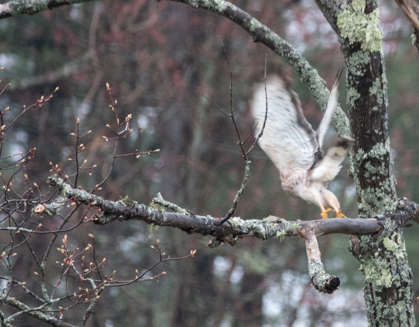 Broad-winged Hawk