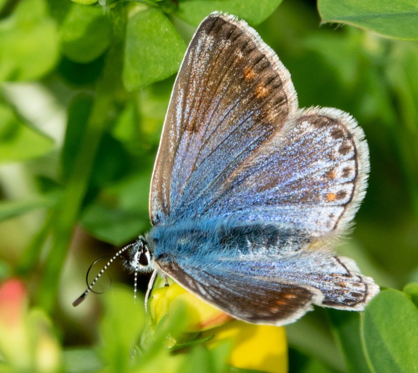 Female Common Blue