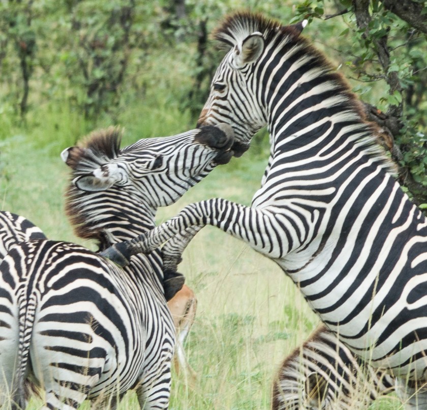 Young male zebra playing