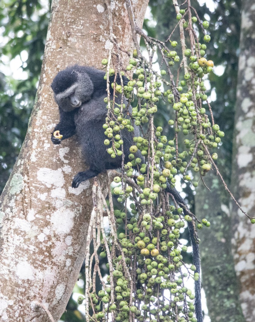 Blue monkey, Cercopithecus mitis