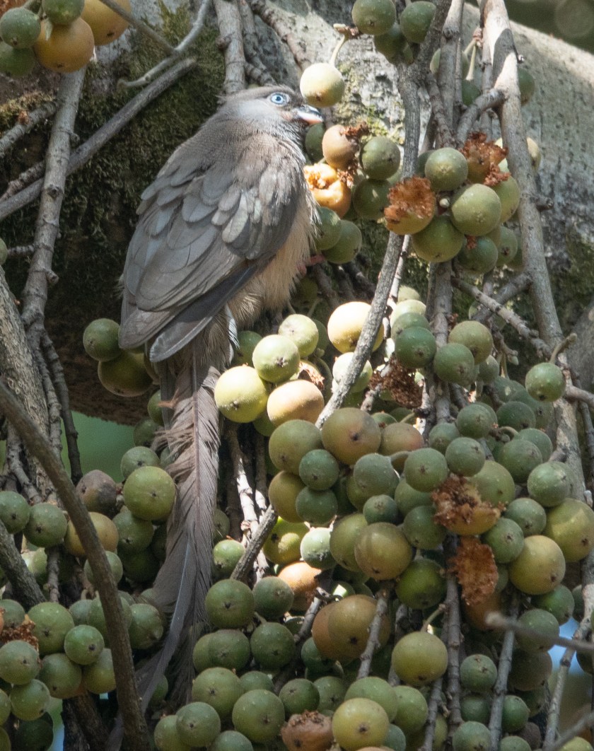 Speckled Mousebird