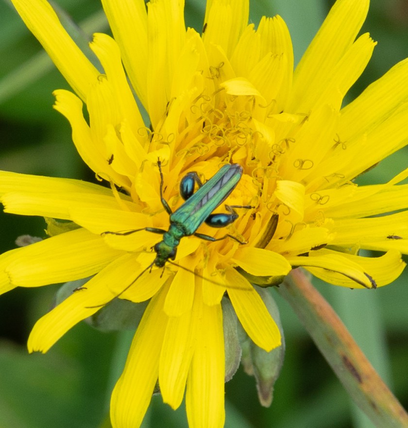 coltsfoot? flower beetle?