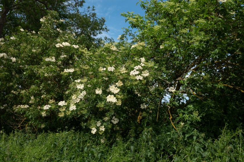 elderflower